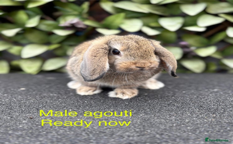 Mini Lop rabbits - Advert 2