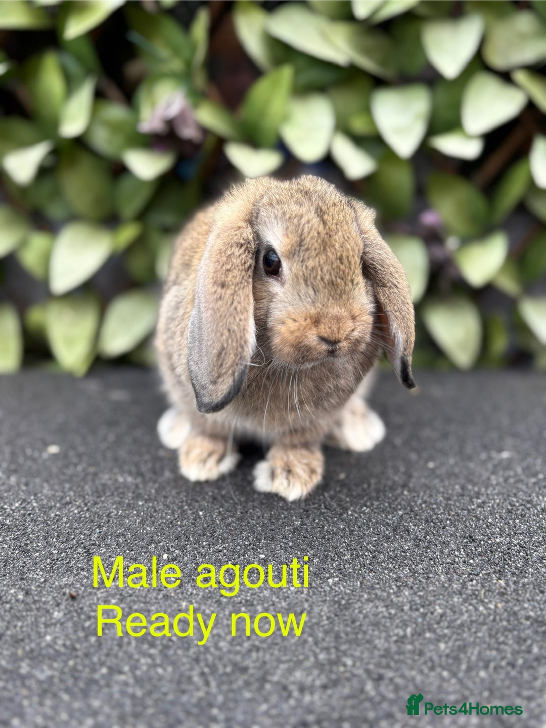 Mini Lop rabbits for sale: Beautiful baby mini lop rabbits - Image 1