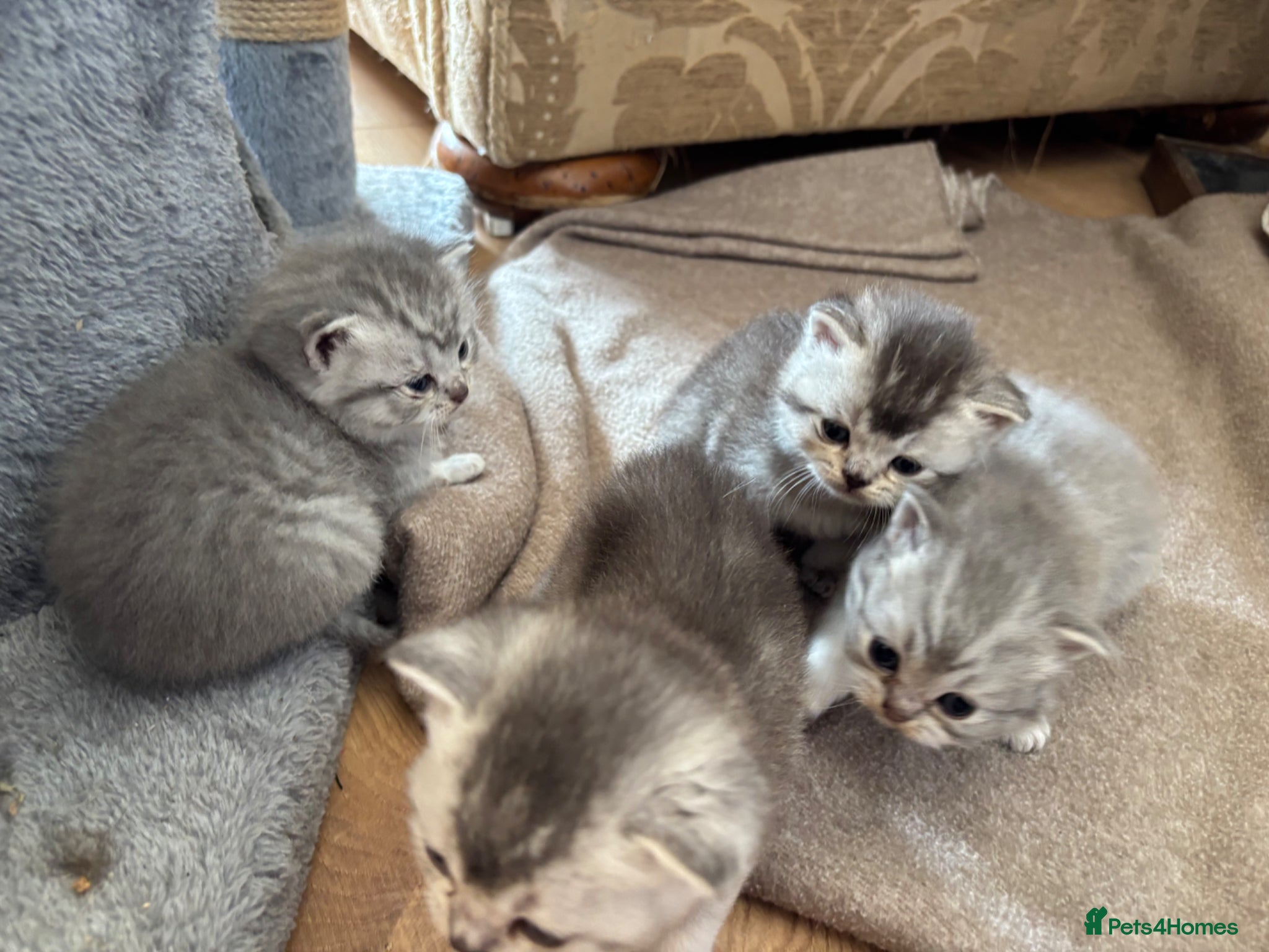 British Shorthair cats for sale: 1 beautiful British Blue - Advert 6