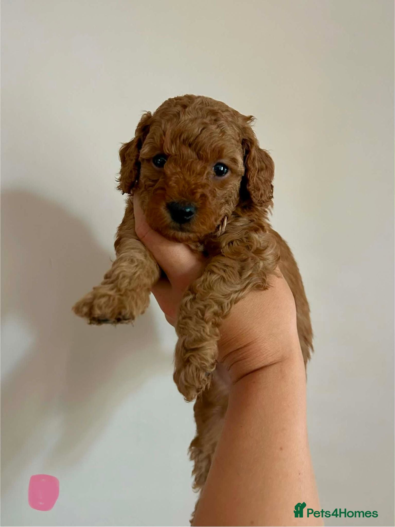 Miniature Poodle dogs Stunning Red Miniature Poodle Pups - Advert 2