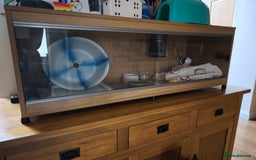 Pygmy Hedgehog rodents for sale: African pygmy hedgehog and set up - Image 7