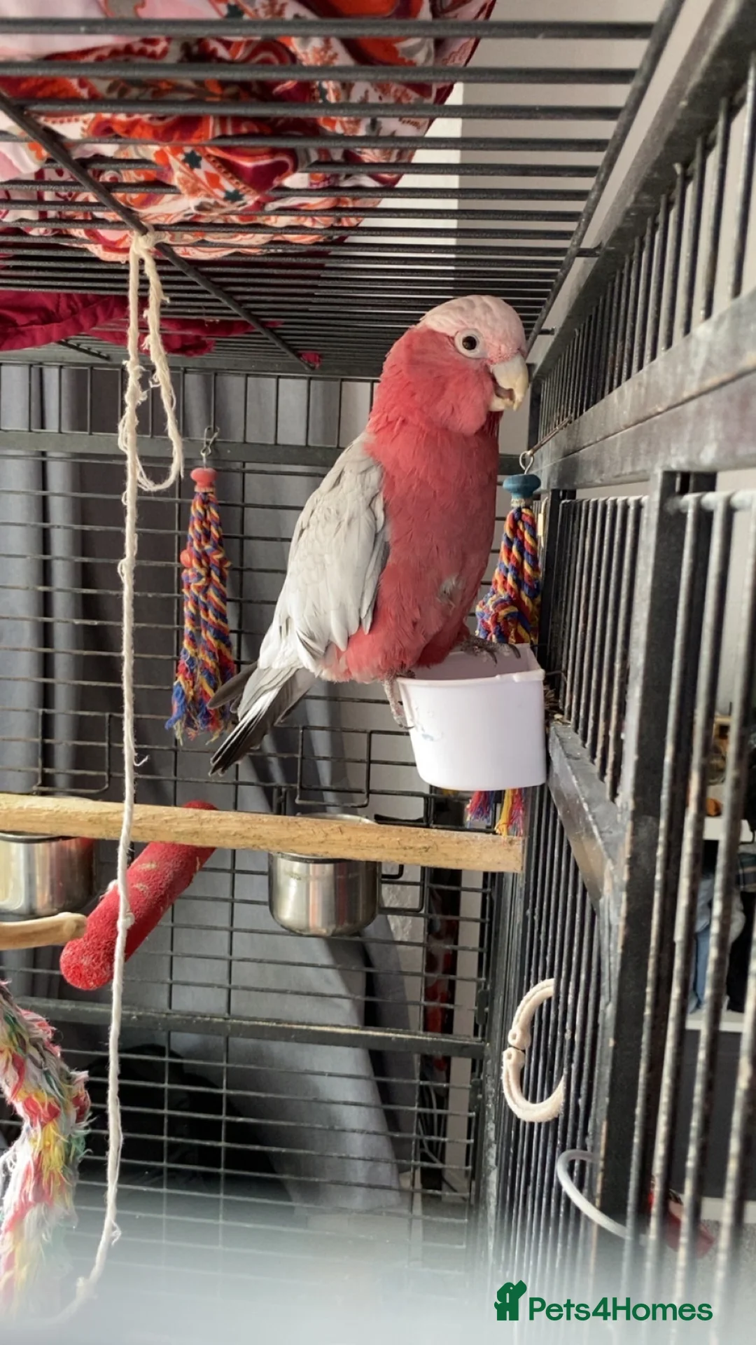 Parrots birds for sale: galah cockatoo, named Buddy  - Advert 2