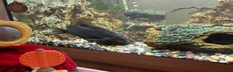 Catfish fish for sale: Featherfin Squeakers x2 - Advert 2