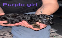 Toy Poodle dogs for sale: Toy poodle full pedigree for sale - Image 6