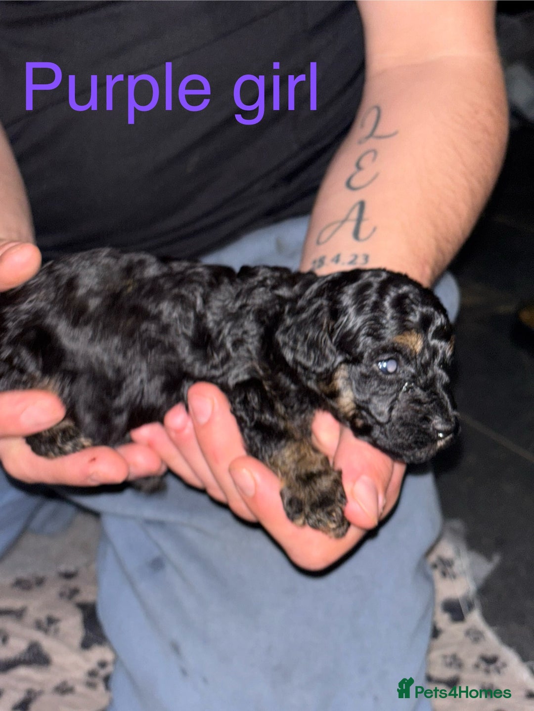 Toy Poodle dogs for sale: Toy poodle full pedigree for sale - Image 6