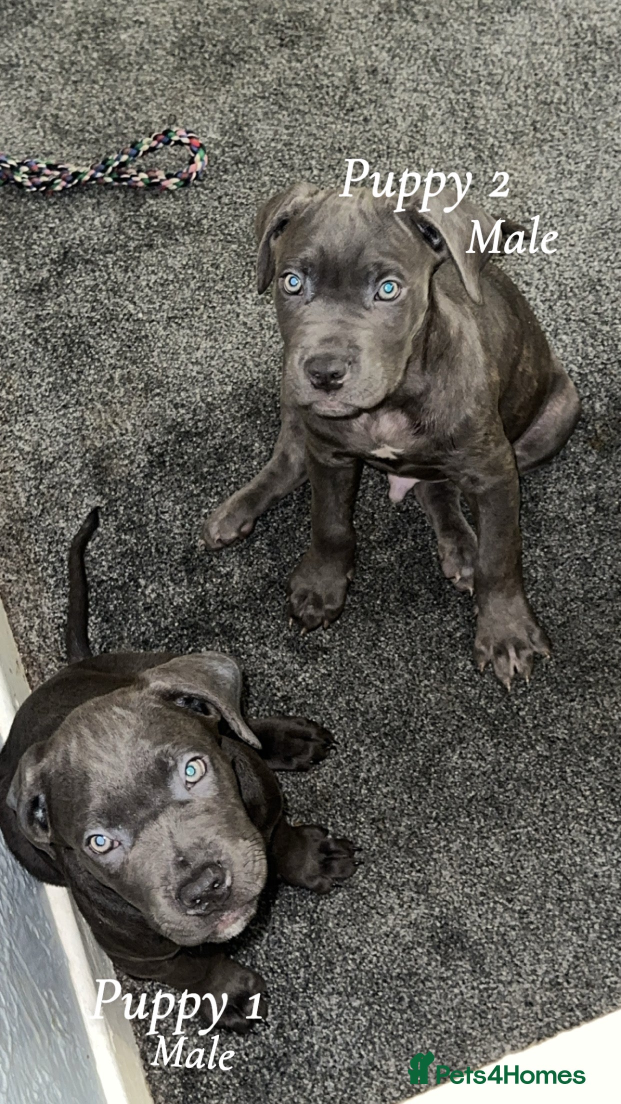 Cane Corso dogs Cane corso pups  - Advert 12