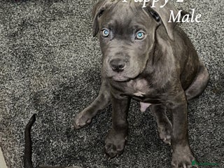 Cane Corso dogs Cane corso pups - Advert 1