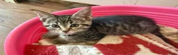 Maine Coon cats for sale: Maine Coon Cross Kittens  - Advert 3