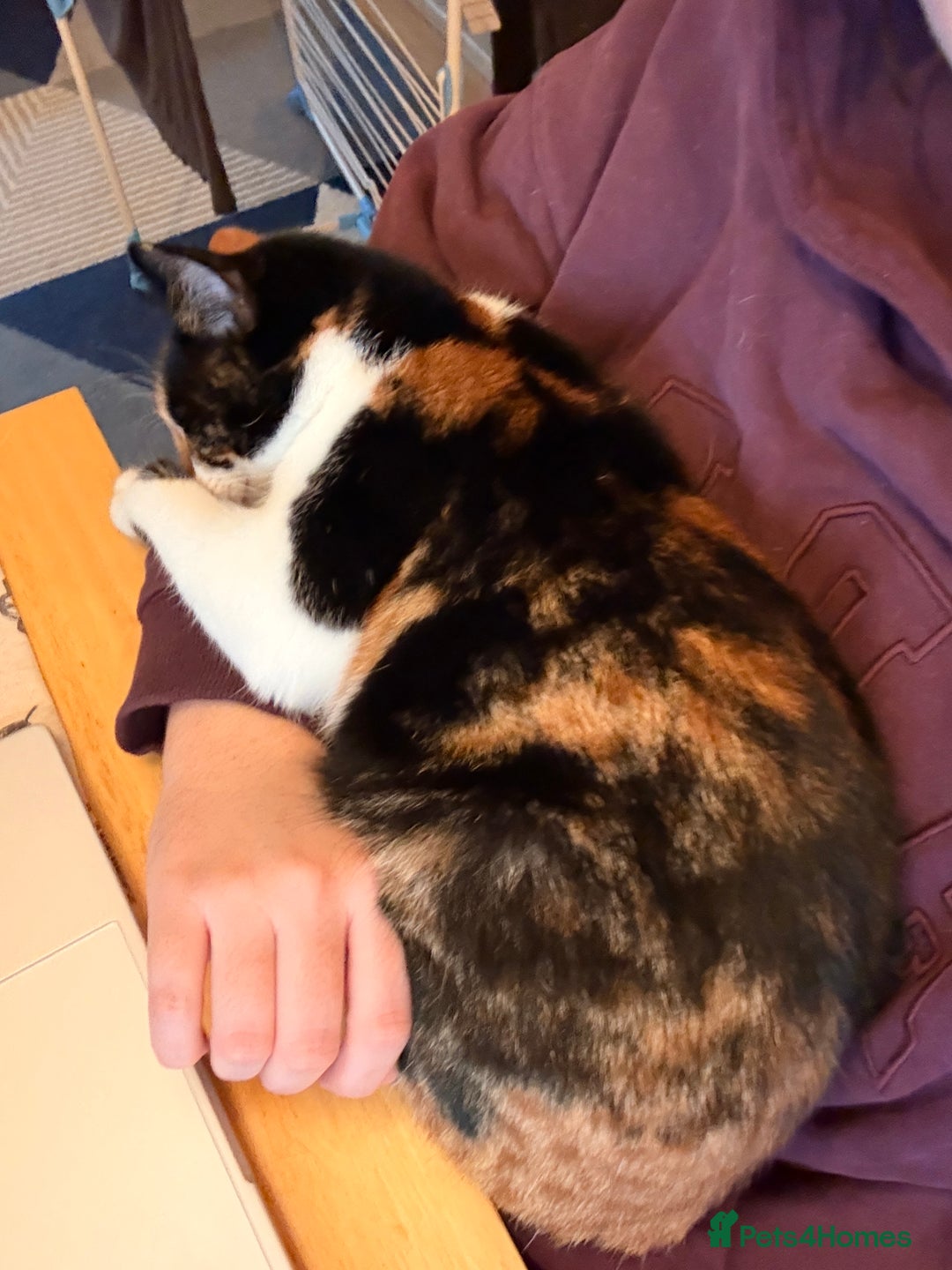 British Shorthair cats for sale: Midnight and Edith - Advert 7