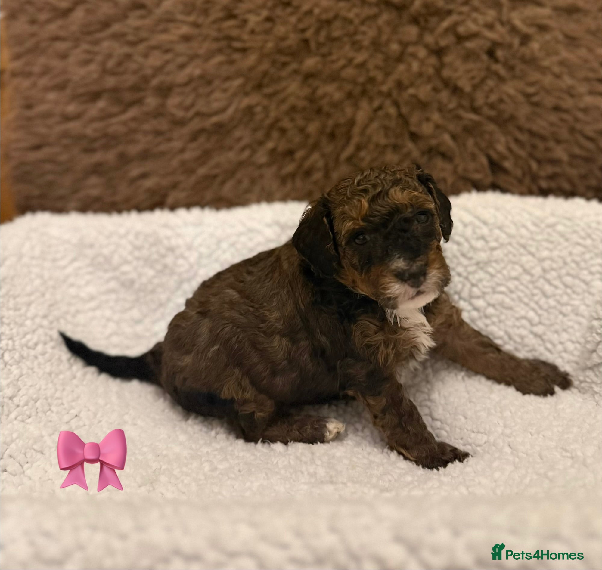 Poochon dogs Poochon puppy’s  - Advert 8