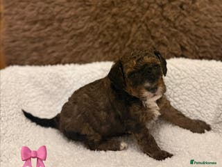 Poochon dogs Poochon puppy’s - Advert 2