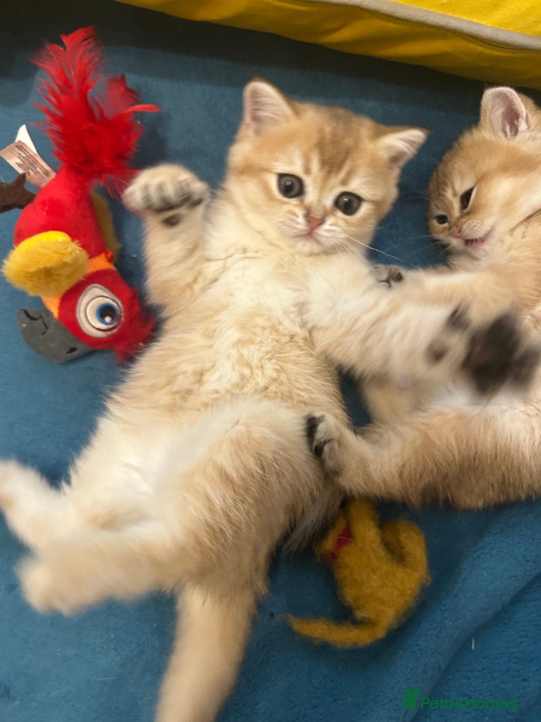 Scottish Fold cats for sale: Gold chinchilla baby’s available  - Advert 8