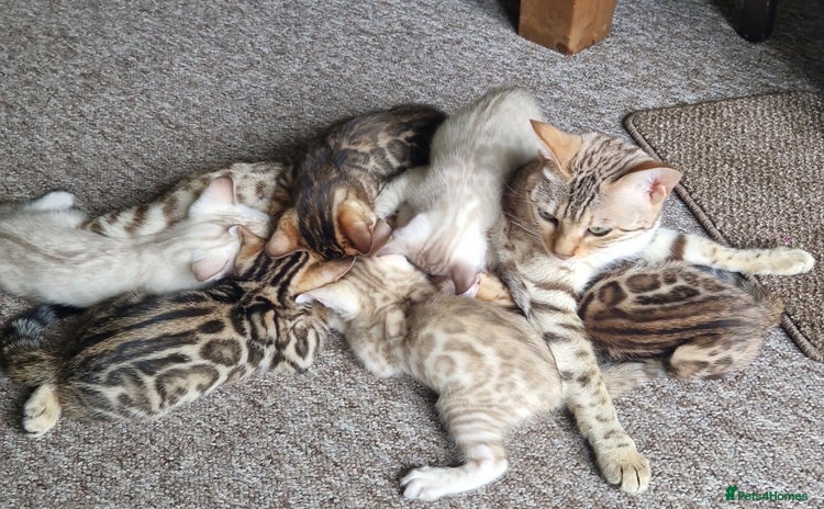 Bengal cats - Advert 4