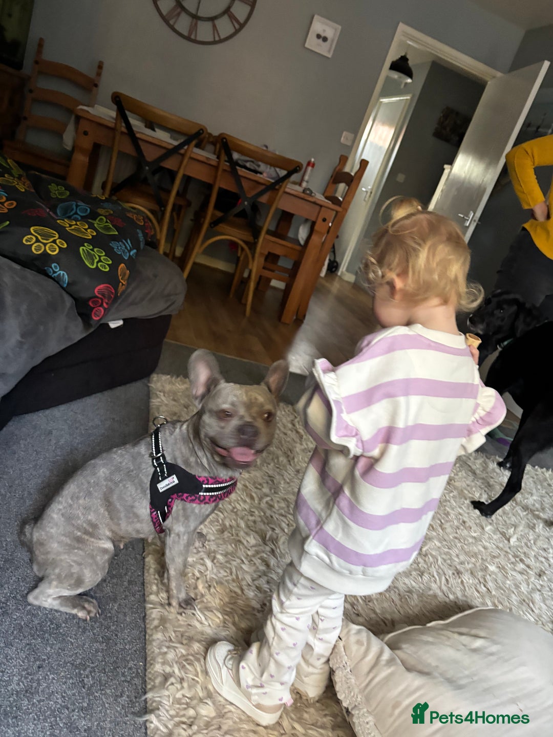 French Bulldog dogs for sale: Honey  - Advert 2