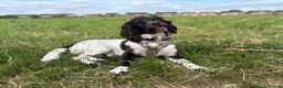 Sprocker dogs for stud: Sprocker spaniel  in Uxbridge - Advert 3