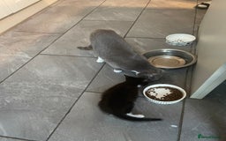 Domestic Shorthair cats for sale: Kitten.  Black white.  8 weeks old - Image 5