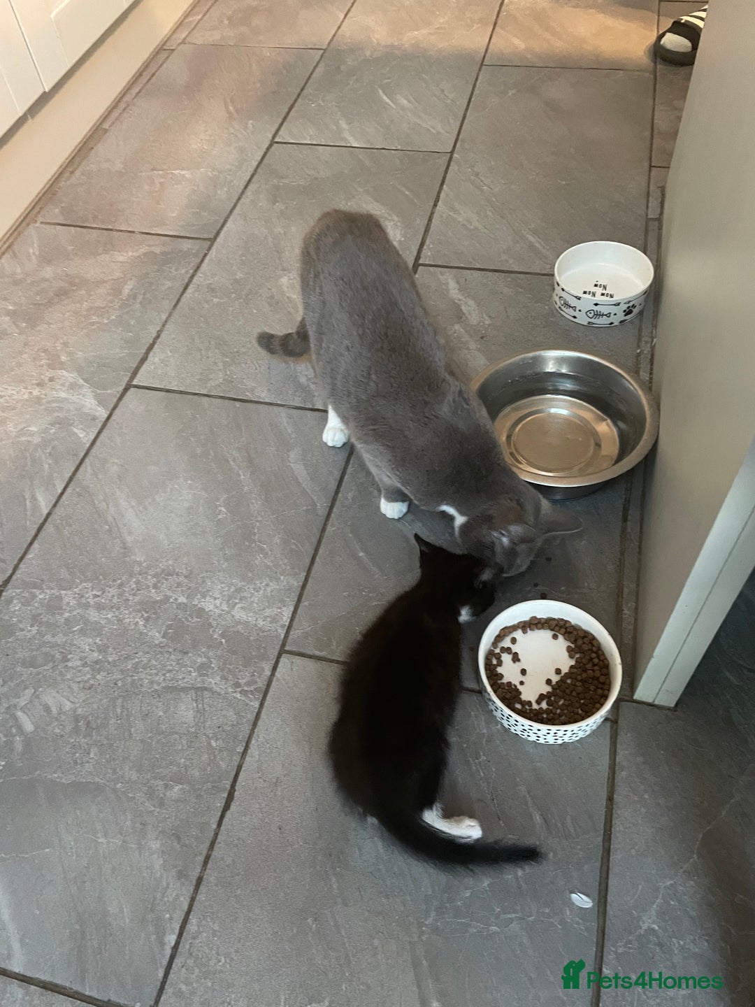 Domestic Shorthair cats for sale: Kitten.  Black white.  8 weeks old - Image 5