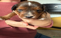 Jackapoo dogs for sale: Gorgeous Jackapoo Puppies Ready 17th November - Image 8