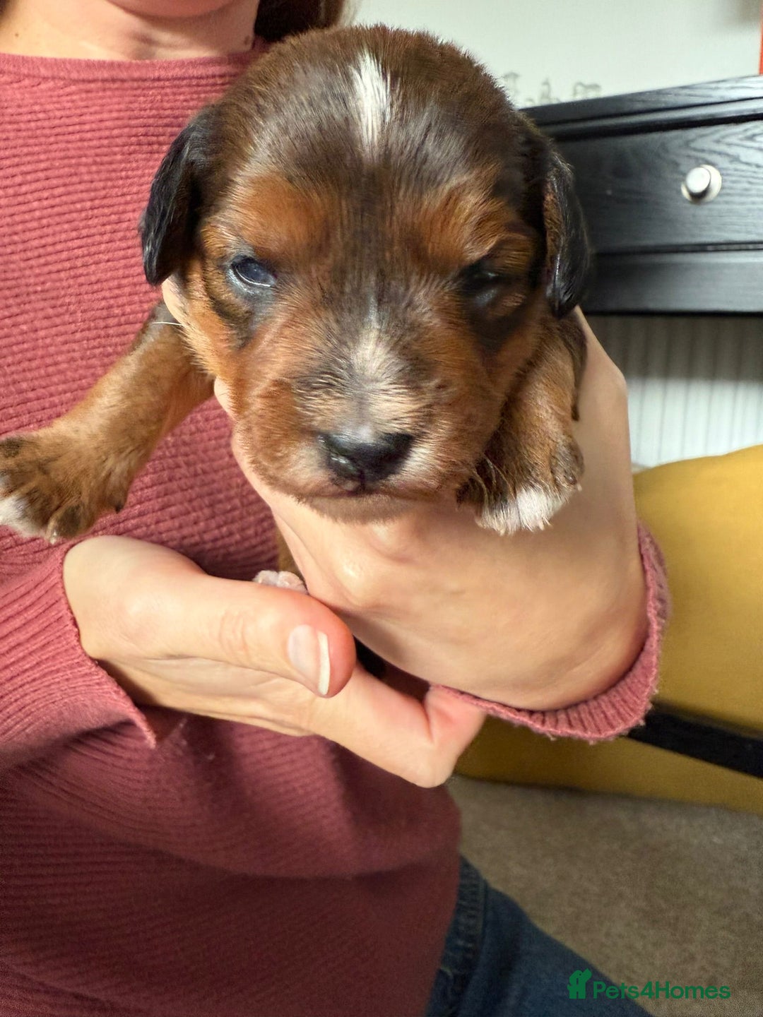 Jackapoo dogs for sale: Gorgeous Jackapoo Puppies Ready 17th November - Image 8