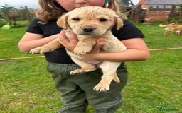 Labrador Retriever dogs for sale: Labrador retrievers  - Image 1