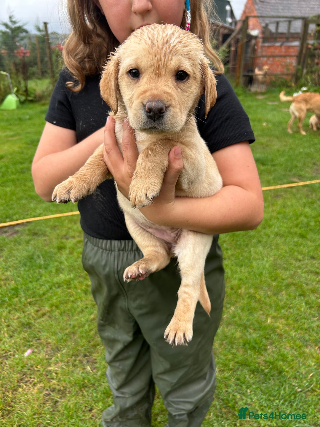 Labrador Retriever dogs for sale: Labrador retrievers  - Image 1