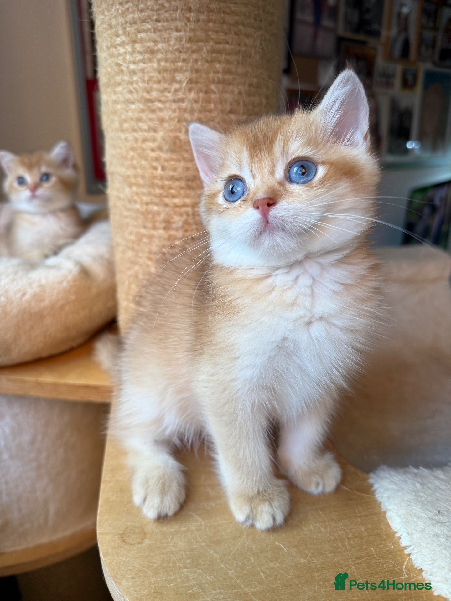 British Shorthair cats GCCF reg BSH Chocolate and Black Golden Kittens - Advert 1