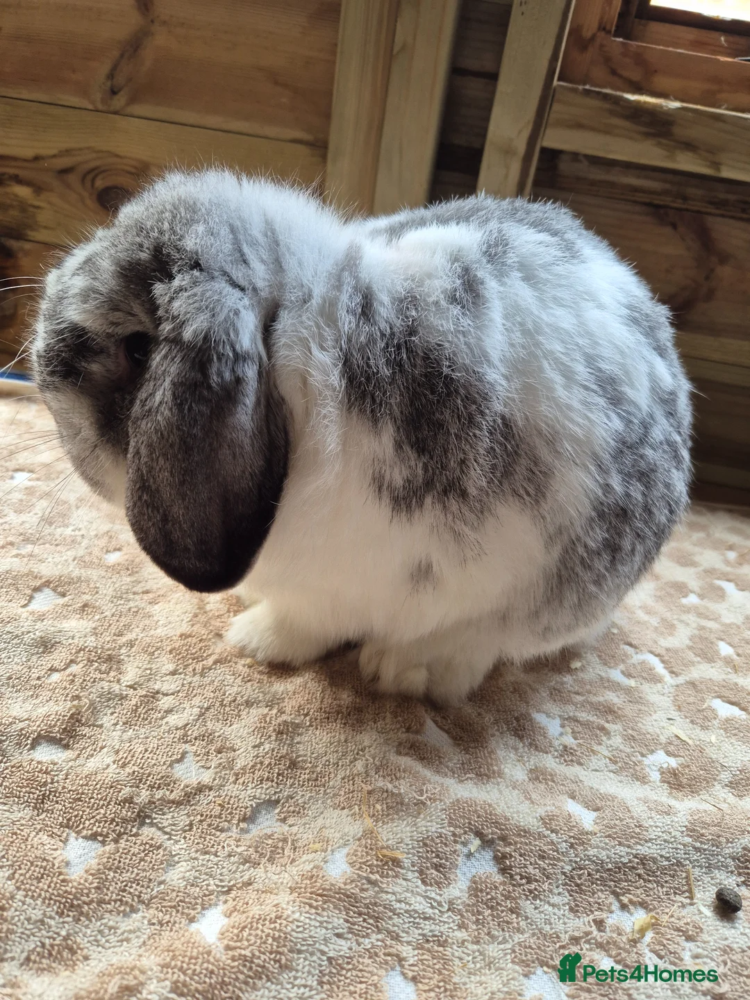 Dwarf Lop rabbits for sale: Dwarf lop chin butterfly buck - Advert 2
