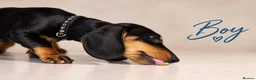Miniature Dachshund dogs for sale: Pra clear miniature dachshund  - Advert 2