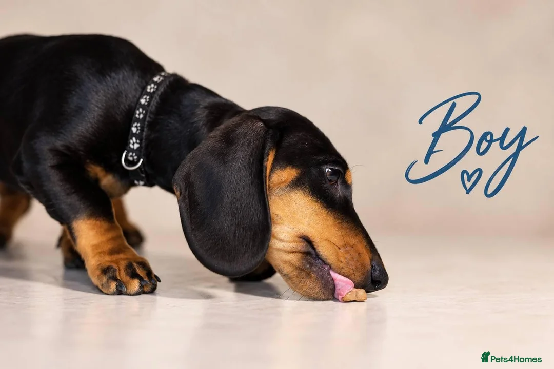 Miniature Dachshund dogs for sale: Pra clear miniature dachshund  - Advert 2