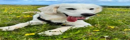Golden Retriever dogs for stud: Beautiful KC golden retriever for stud in Gateshead - Advert 1