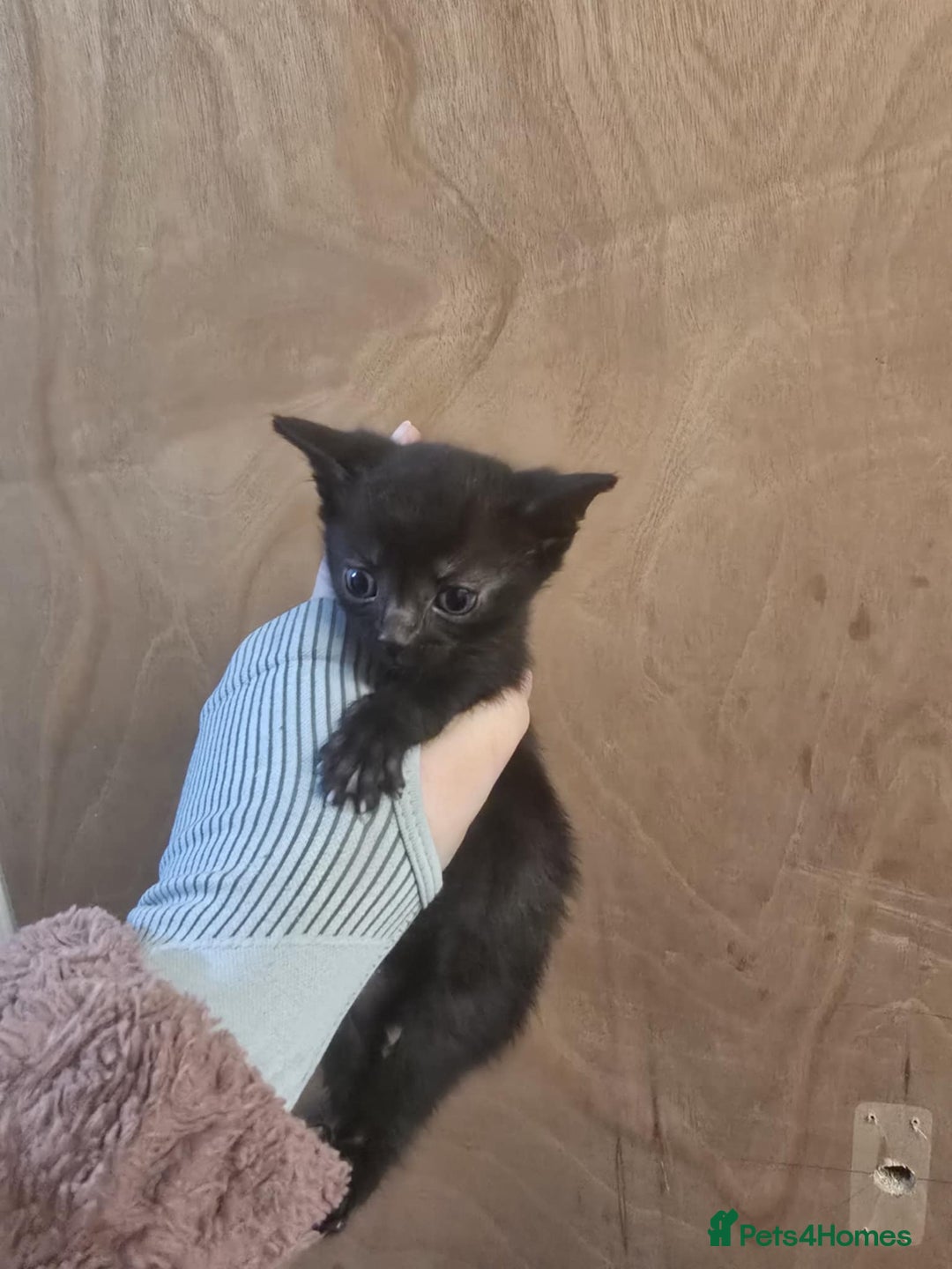 Mixed Breed cats for sale: 3 lovely kittens - Advert 3