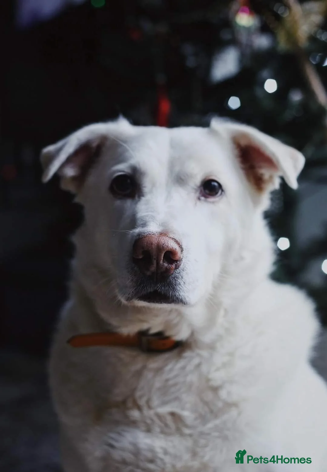 Mixed Breed dogs for adoption: Meet Biscuit, currently residing in Hampshire  in Havant - Advert 18