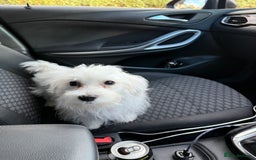 Maltese dogs for sale: Maltese puppies  - Image 20