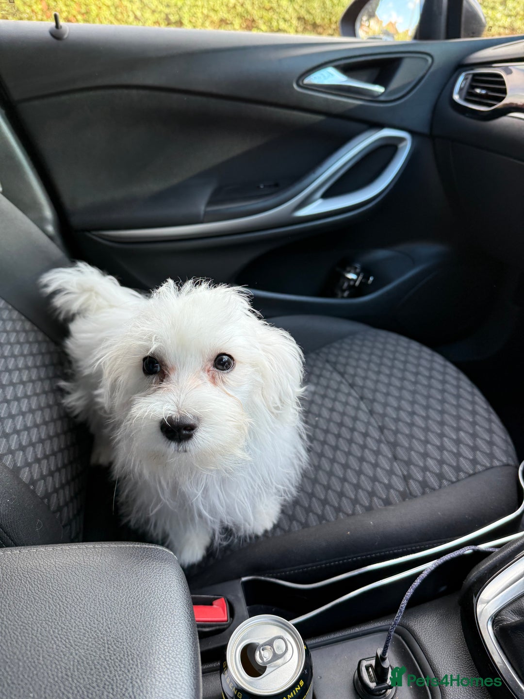 Maltese dogs for sale: Maltese puppies  - Image 20