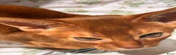 Abyssinian cats for sale: Stunning Abyssinian champion line kittens-last boy - Advert 5