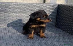 Rottweiler dogs for sale: Beautiful Rottweilers - Image 9