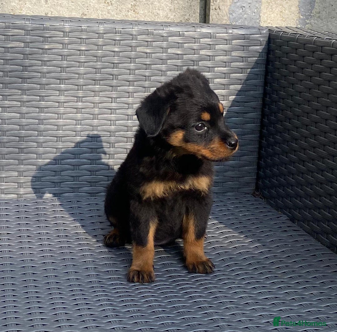 Rottweiler dogs for sale: Beautiful Rottweilers - Image 9