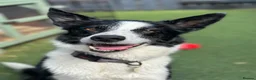 Border Collie dogs for sale: New Home needed ASAP - Advert 3
