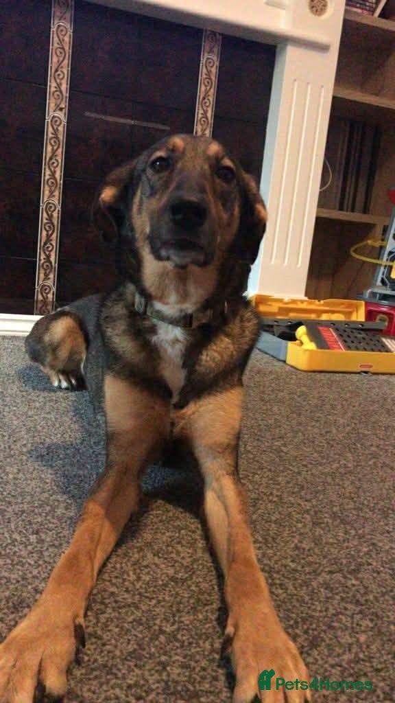 Mixed Breed dogs MARGOT – 9 years old, Female, Mixed Breed - Advert 1