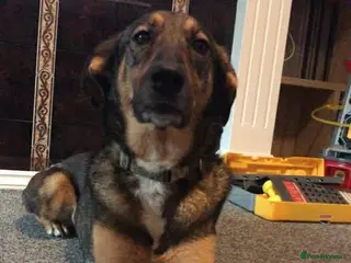 Mixed Breed dogs MARGOT – 9 years old, Female, Mixed Breed - Advert 1