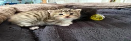 Mixed Breed cats for sale: 3x gorgeous tabby kittens  - Advert 10