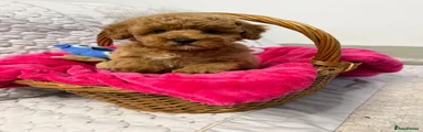 Cavapoo 5