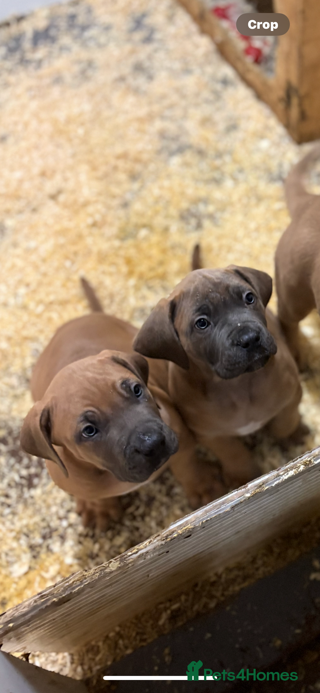 Boerboel dogs for sale: QUALITY NABBR REGISTERED PUPS!  - Advert 25