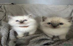 Ragdoll cats for sale: Stunning Ragdoll Kittens - Ready to leave - Image 10
