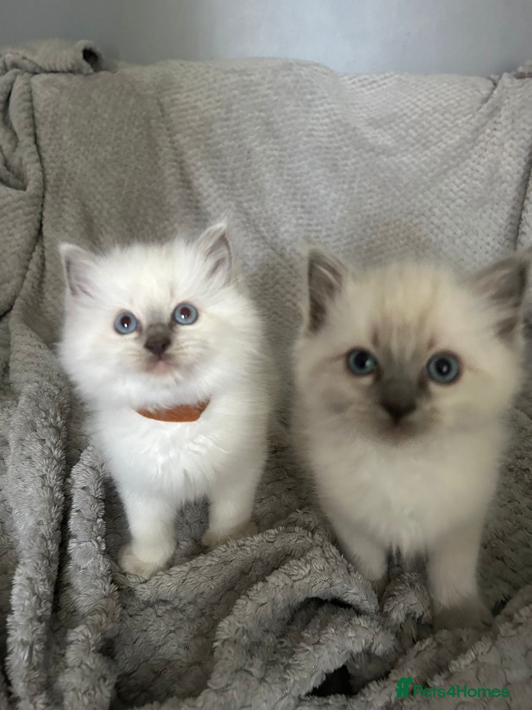 Ragdoll cats for sale: Stunning Ragdoll Kittens - Ready to leave - Image 10