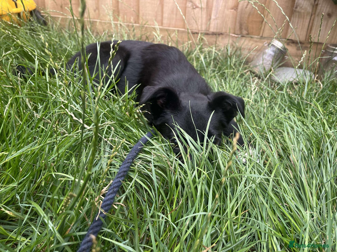 Mixed Breed dogs for adoption: 🍪Cookie🍪 for adoption, fostered in GLOUS - Image 2