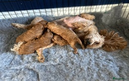 Toy Poodle dogs for sale: KC Registered Toy Poodle puppies - Image 1