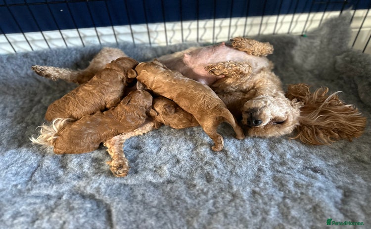 Toy Poodle dogs - Advert 1