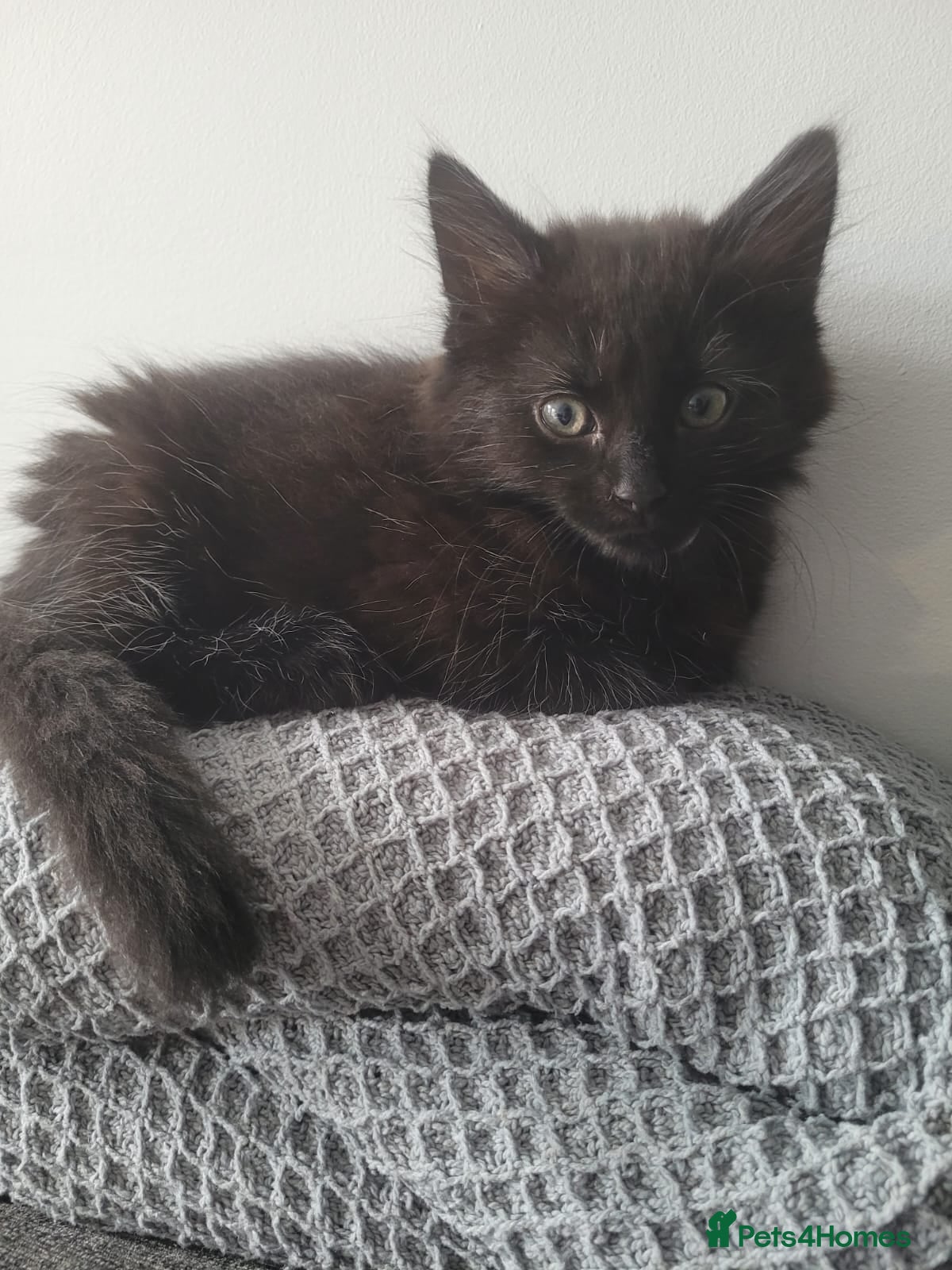 British Longhair cats BLACK FLUFFY KITTEN (READY NOW) - Advert 2