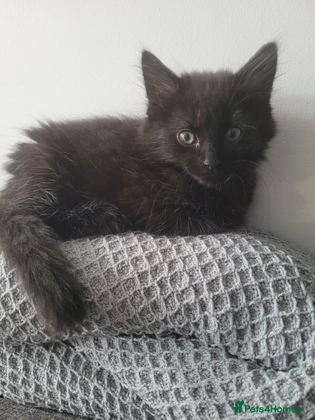 British Longhair cats for sale: BLACK FLUFFY KITTEN (READY NOW) - Advert 1